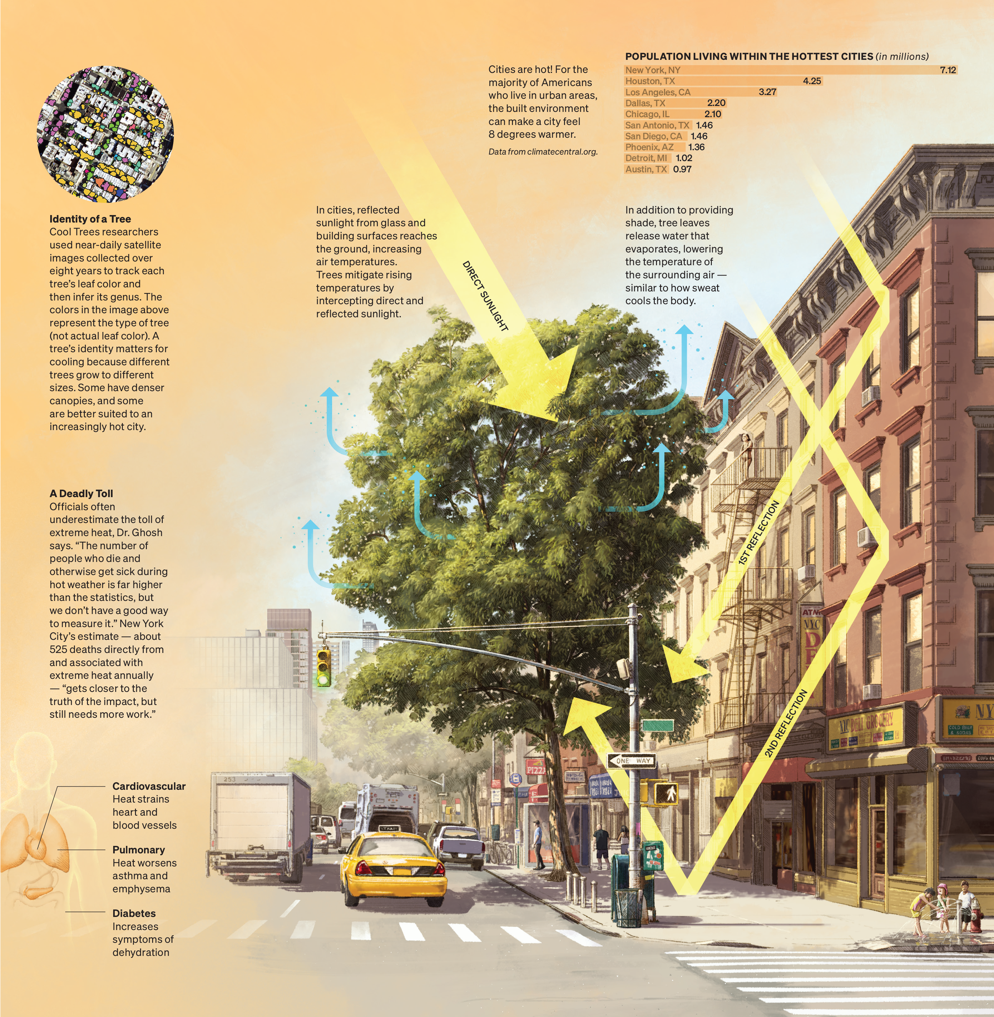 Interactive version of illustration showing how trees reduce ground-level temperature.