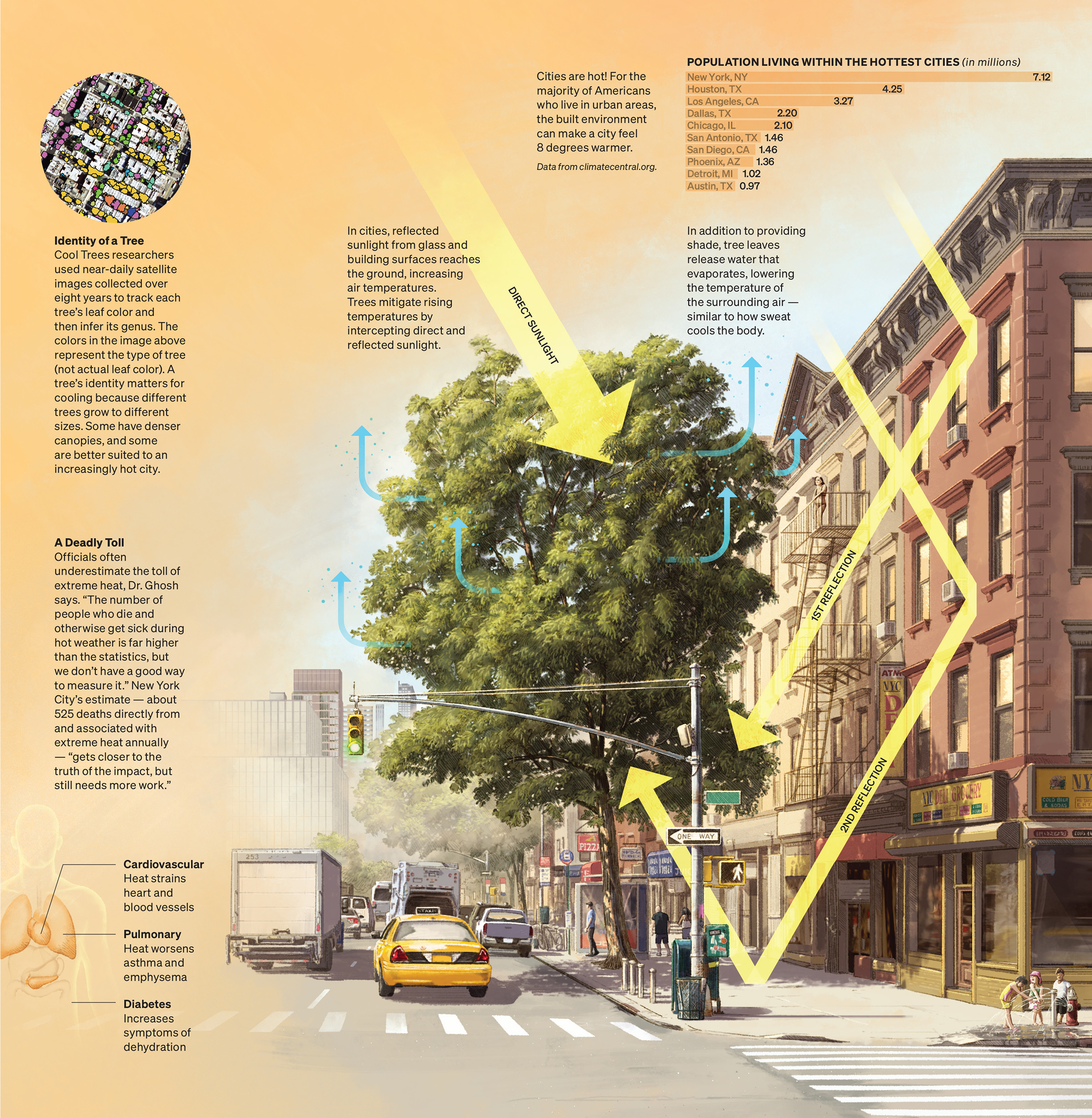 Interactive version of illustration showing how trees reduce ground-level temperature.
