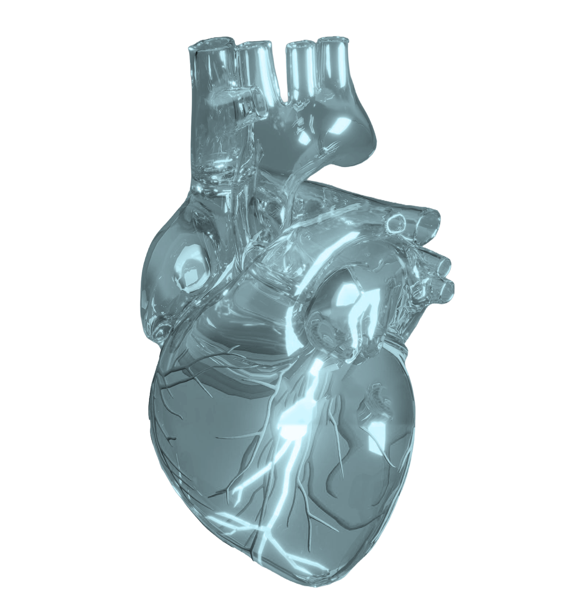Model heart.