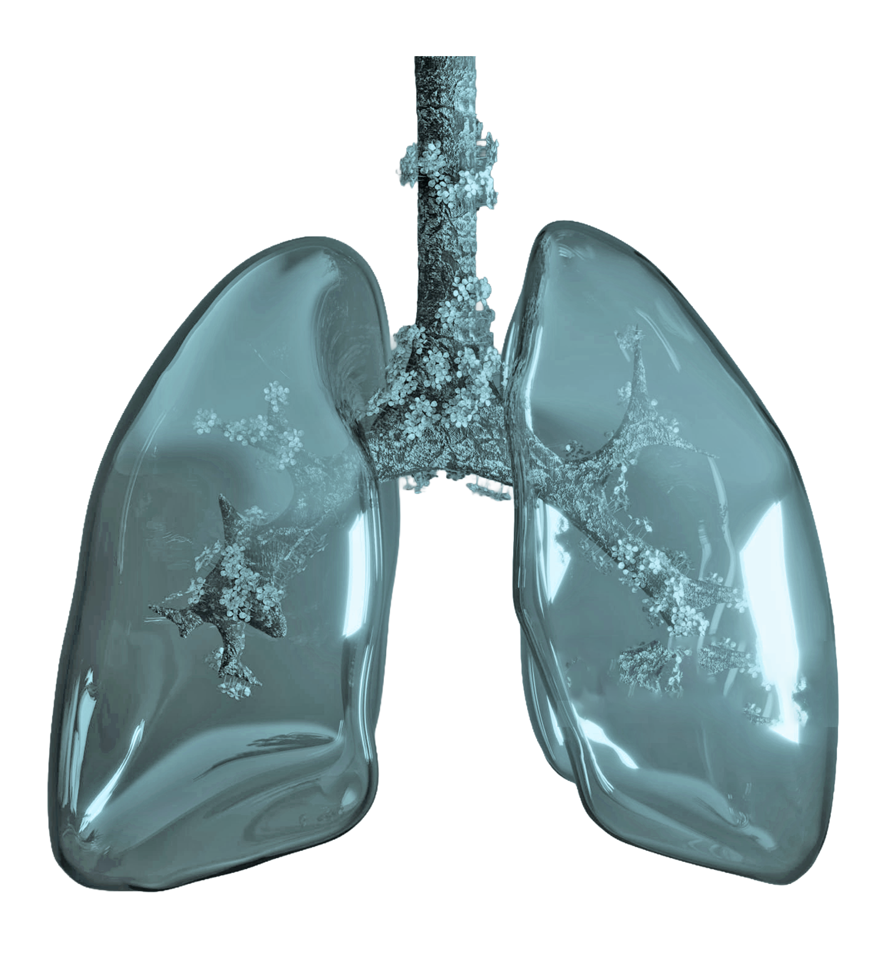 Model of lungs.