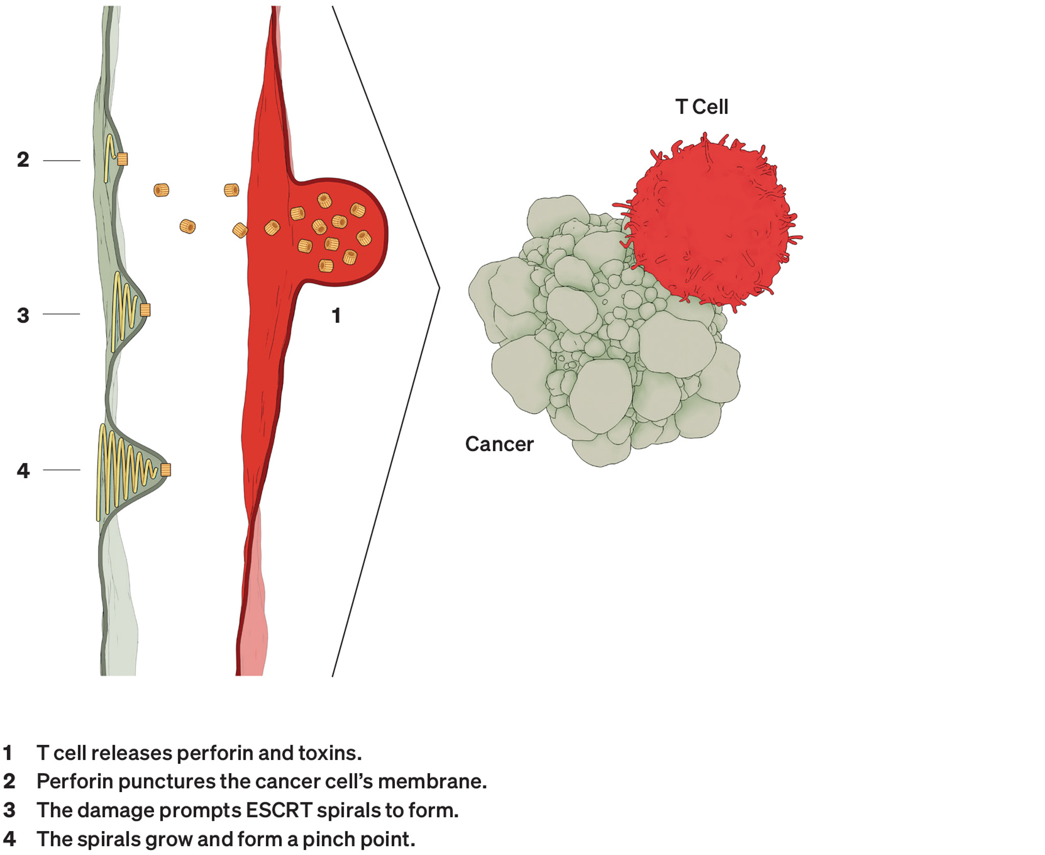 Illustration of cancer attacking a T-cell.