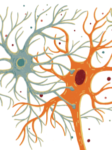 Brain cells astrocytes and microglia, other neurons, protein buildup tau and mitochondria