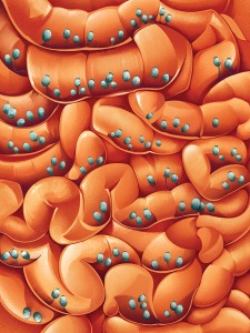 Illustration of the inside of the gut, colored in orange with green fungi traveling within the gut.
