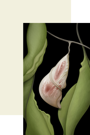 Conceptual illustration of parasite inside of spleen.