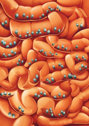 Illustration of the inside of the gut, colored in orange with green fungi traveling within the gut